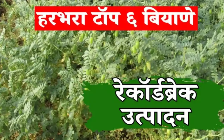 High Yielding Chana Varieties