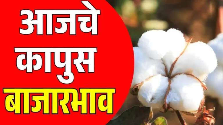 Cotton Rate Today