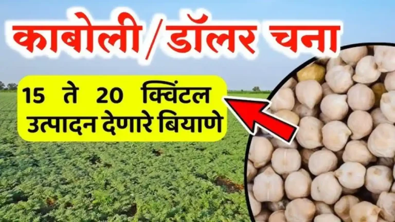 harbhara Top biyane konti