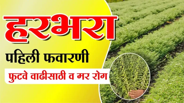 Harbara pahili favarani