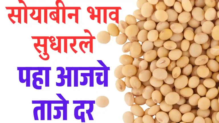 Soybean Market Rates