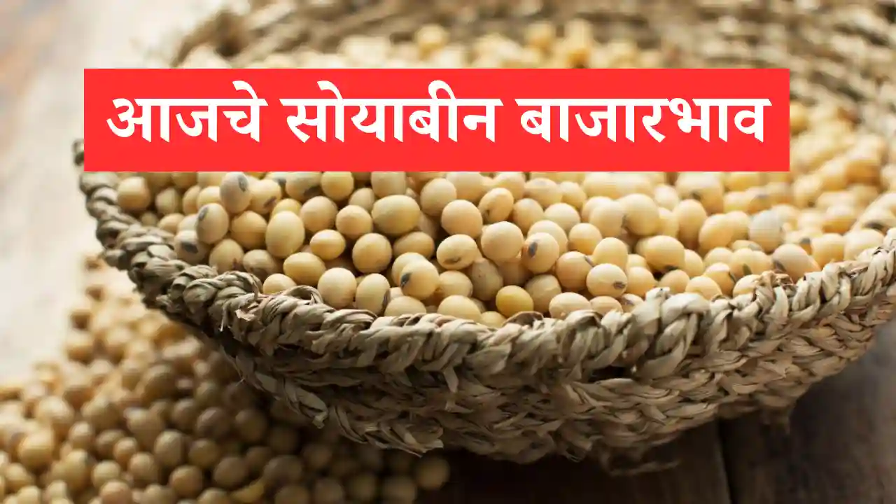 Soyabin rate new