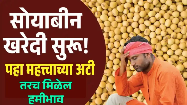 msp soybean kharedi 