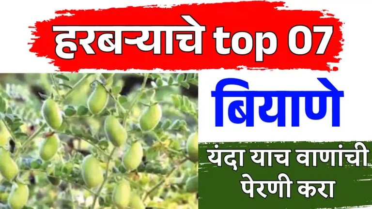 Top Chana Varieties
